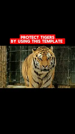 TIGER CHANGE 