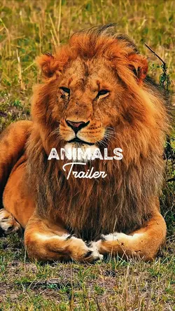 ANIMALS TRAILER 
