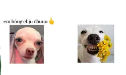 TỤI MÌN LÀ VK CK MÀ