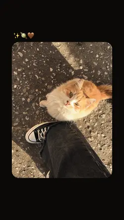 Aesthetic