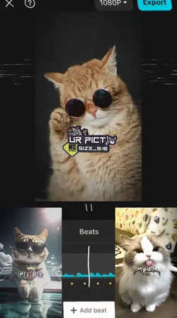 pacito-
