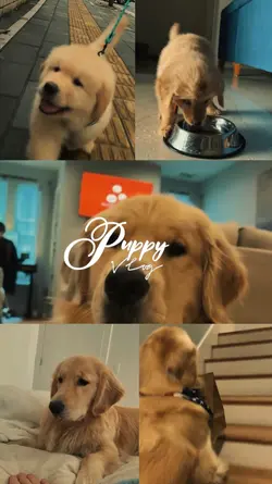 Puppy Vlog
