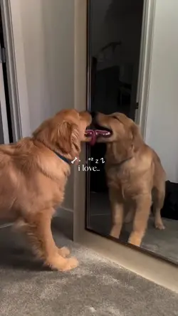 i love trend/ dog