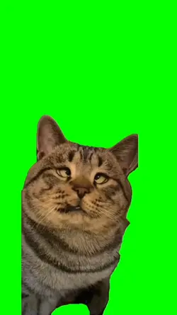 Funnycat greenscreen
