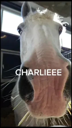 CHARLIE