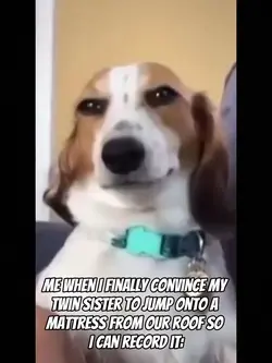 smirking doge