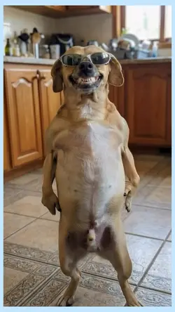 dancing dog 