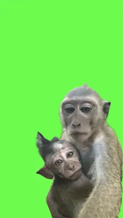Poto sama monyet