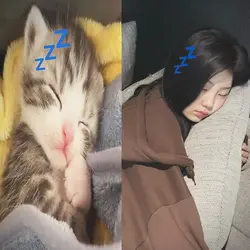 mimimi sleepy cat