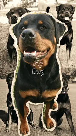 My dog 