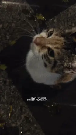 your meow