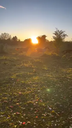 sunset slowmo 🌅