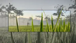 Cinematic Trend 