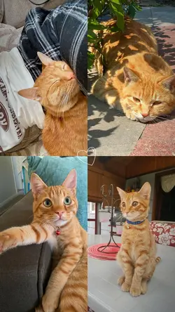 cute cat