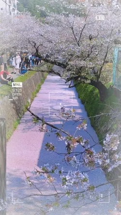 🌸春の思い出🌸