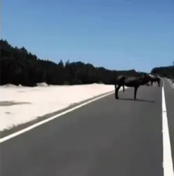 Cow Edit