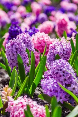 Hyacinths