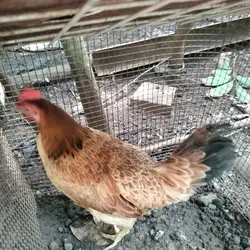 native na manok