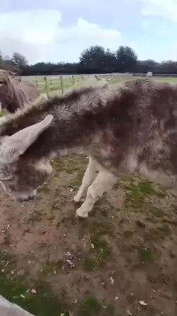 DONKEYYYY