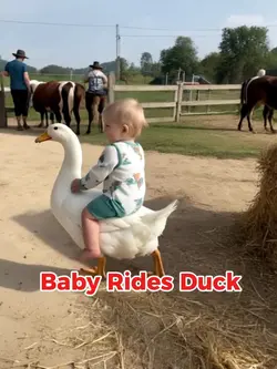 Baby Rides Duck