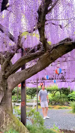Wisteria Flower