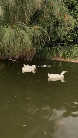 july dump