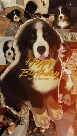 Dog Birthday ❤️🫶🫶
