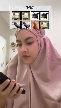 Trend anjing babi 