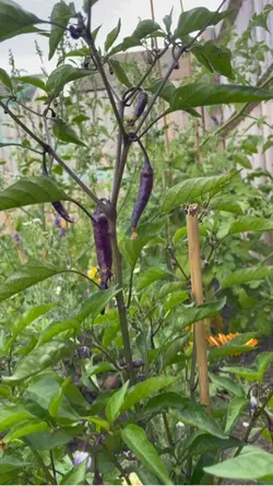 Garden to plate.