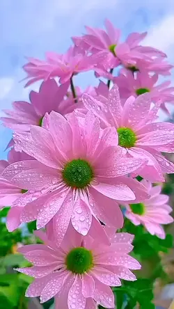 cinematic flowers
