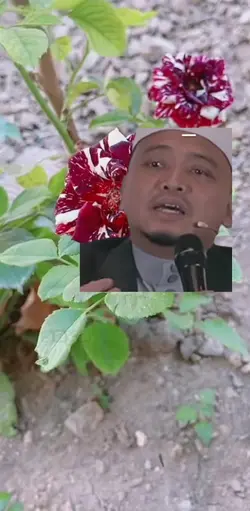 Doa