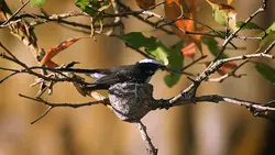 bird chirping 
