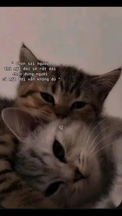 1 ảnh captions 