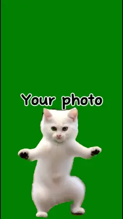 cat Dance