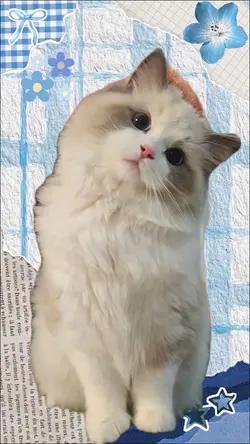 Mr. Paws