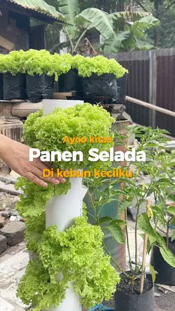 Panen