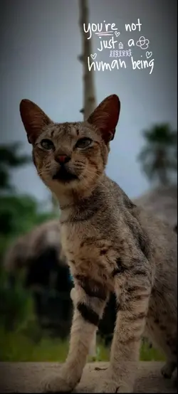 Cutie | Cat | Pet