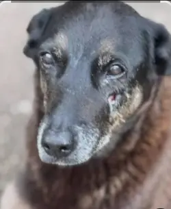 cachorro orelha