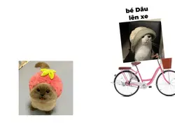 anh hạt dẻ bỏ dâu