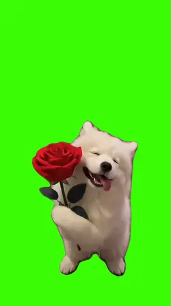 Dog/Cachorro