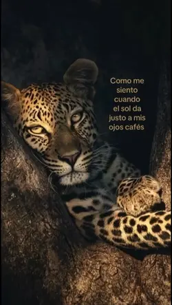 Ojos cafés🤎
