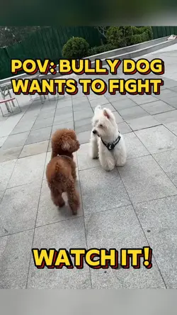 Bully or Funny Dog