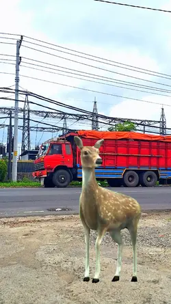Rusa Nyasar Di Jalan