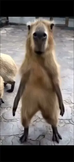 Capybara