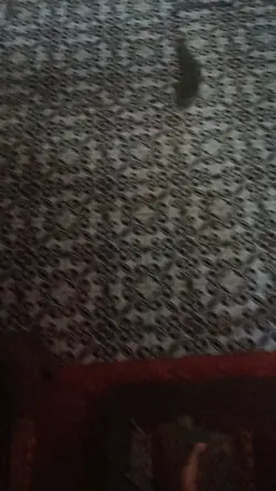 Berita ngawur