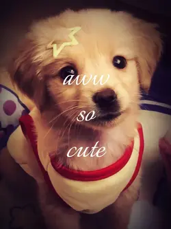 aww so cut