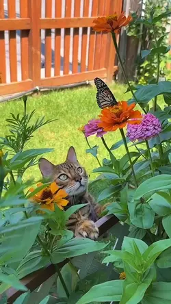 Spring Animals