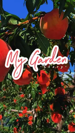 My Garden Story