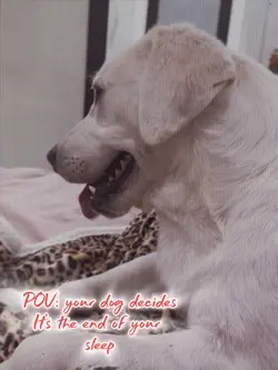 FUNNY DOG