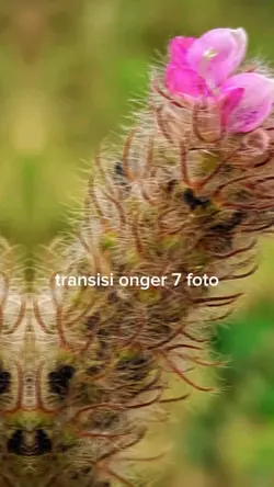 TRANSISI ONGER ONGER